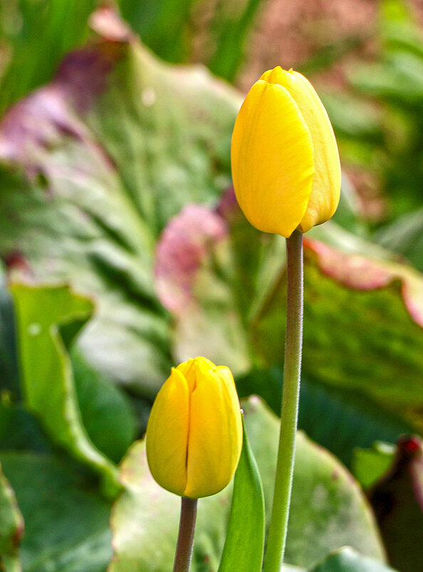 Парочка золотых - Светлана 