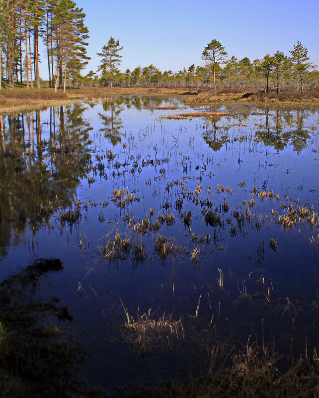 Апрельские фотозарисовки.. - Татьян@ Ивановна Апрельские фотозарисовки.. - Татьян@ Ивановна