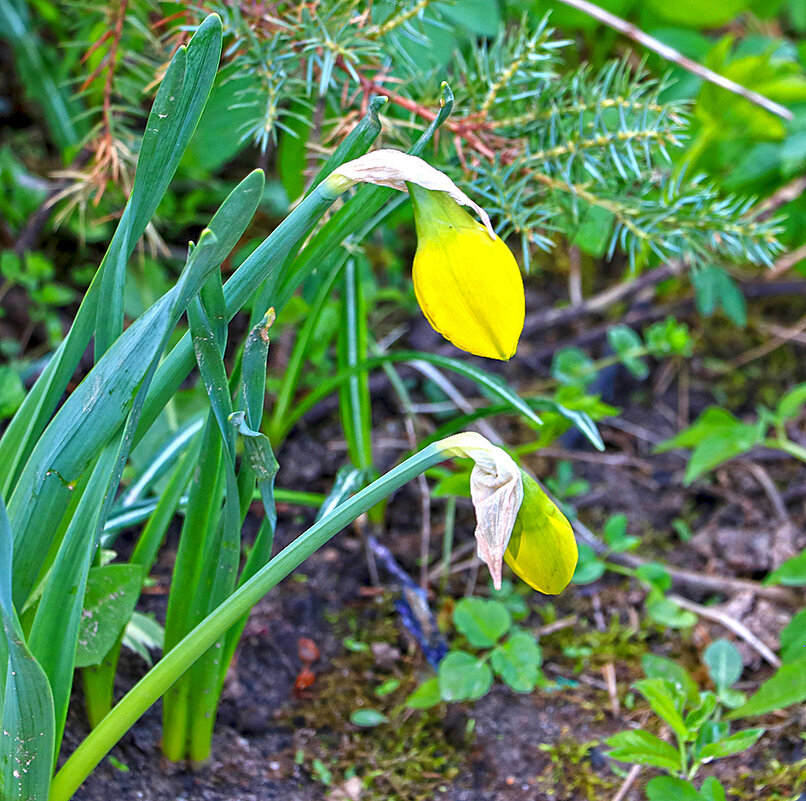 Фонарики нарциссов - Светлана 