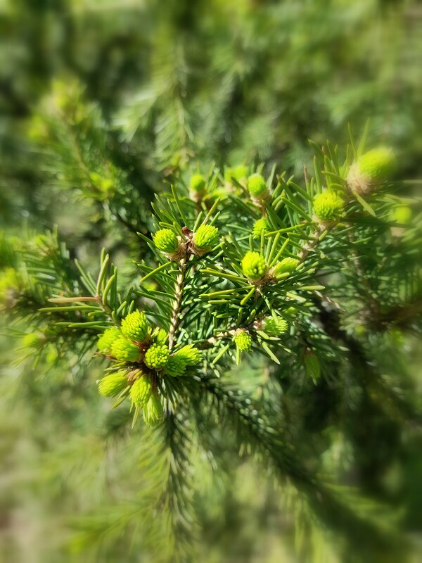 Молодая поросль пихты . - Мила Бовкун Молодая поросль пихты . - Мила Бовкун