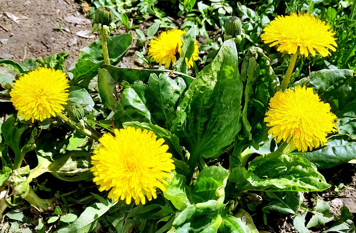 Носит одуванчик жёлтый сарафанчик ... - Мила Бовкун Носит одуванчик жёлтый сарафанчик ... - Мила Бовкун