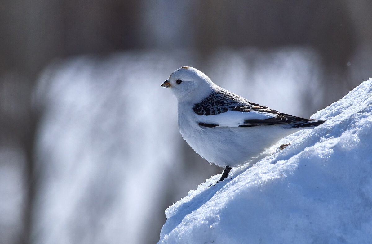 Полярный воробей - Игорь Шабалин