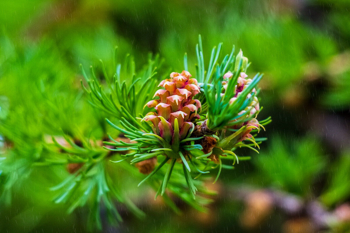 *** - Анатолий. Chesnavik. *** - Анатолий. Chesnavik.