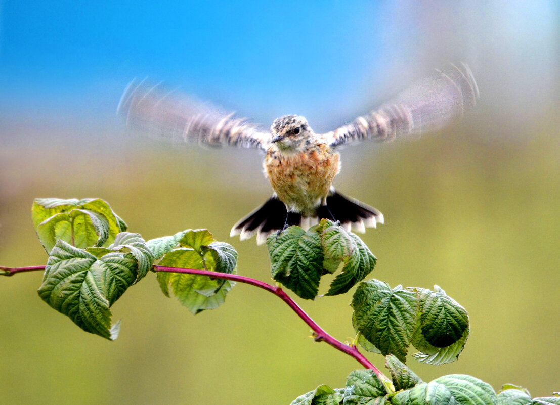 Вибролет - Михаил Белоусов Вибролет - Михаил Белоусов