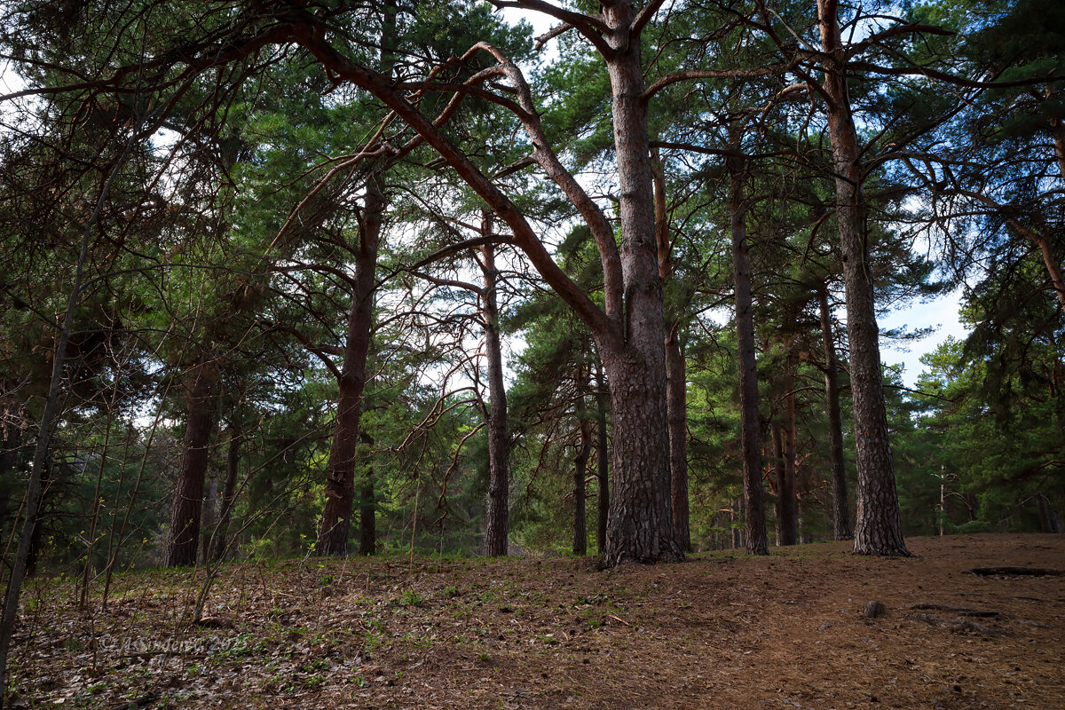 В лесу - Александр Синдерёв