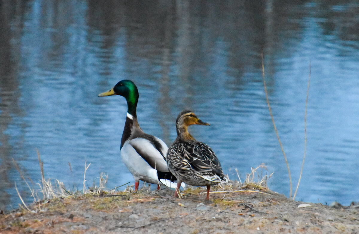 На берегу - Владимир Звягин На берегу - Владимир Звягин