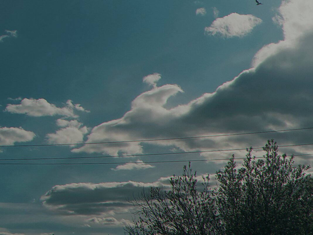 Голова птицы. - Игорь Солдаткин