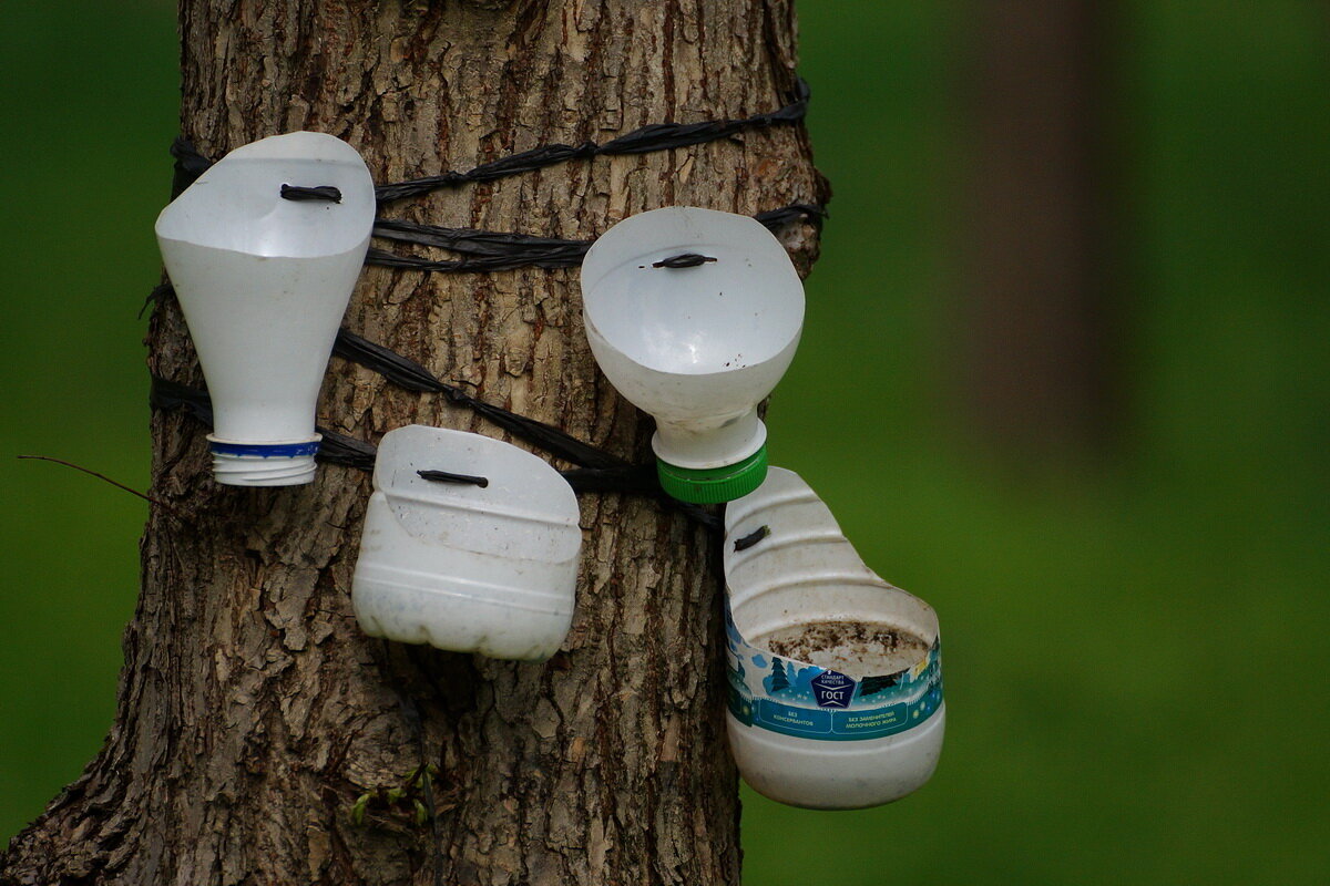 Прилетайте птички кушать - Мечтатель *