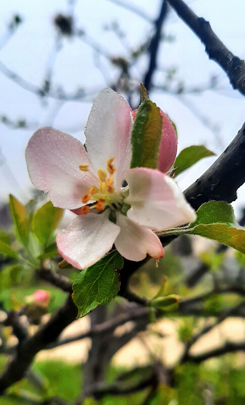 Цветение - Геннадий Б Цветение - Геннадий Б