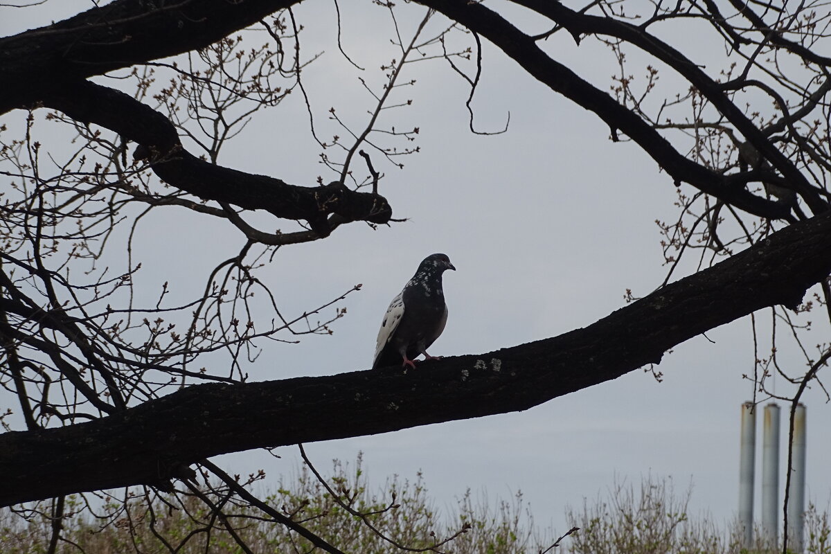 Голубь - Anna-Sabina Anna-Sabina Голубь - Anna-Sabina Anna-Sabina