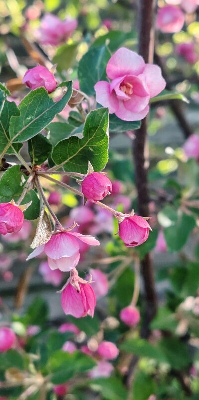 Весенняя нежнятина - Юлия Копыткина Весенняя нежнятина - Юлия Копыткина