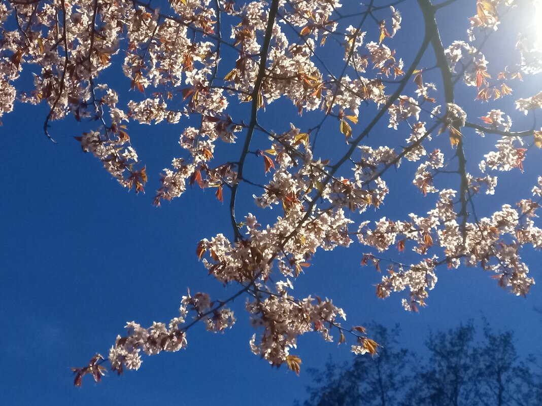 Сакура - Сапсан 