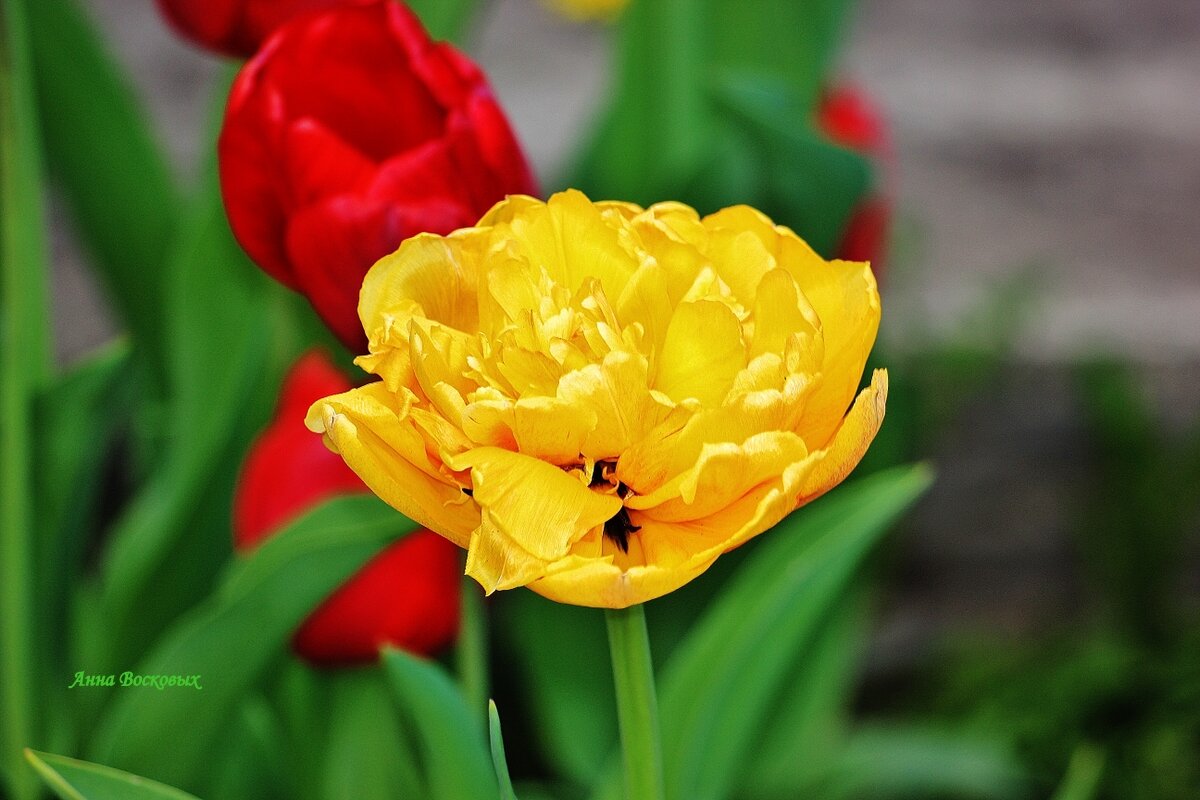 Цветочное настроение. - Восковых Анна Васильевна 