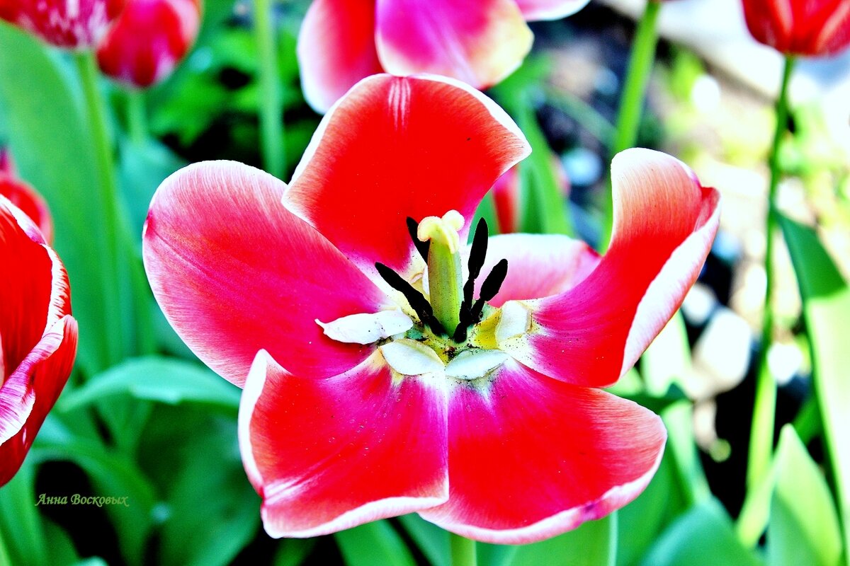 Весеннее настроение. - Восковых Анна Васильевна Весеннее настроение. - Восковых Анна Васильевна