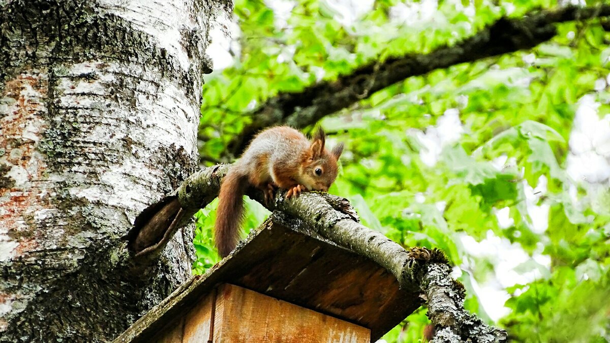 Белка городского парка - Милешкин Владимир Алексеевич Белка городского парка - Милешкин Владимир Алексеевич