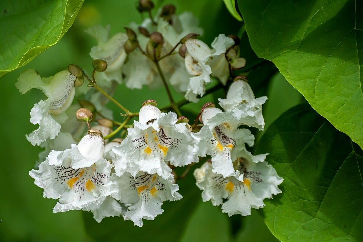 Катальпа - Игорь Сикорский