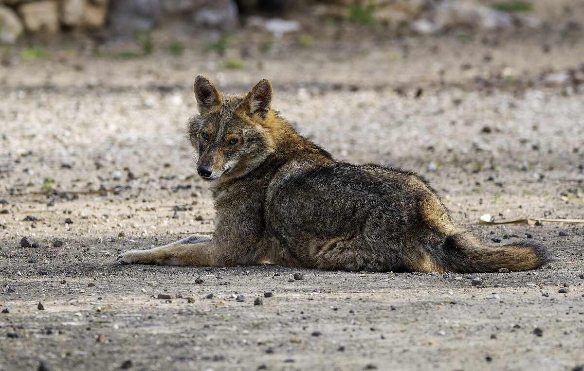 Золотистый шакал. - Alexander Amromin Золотистый шакал. - Alexander Amromin