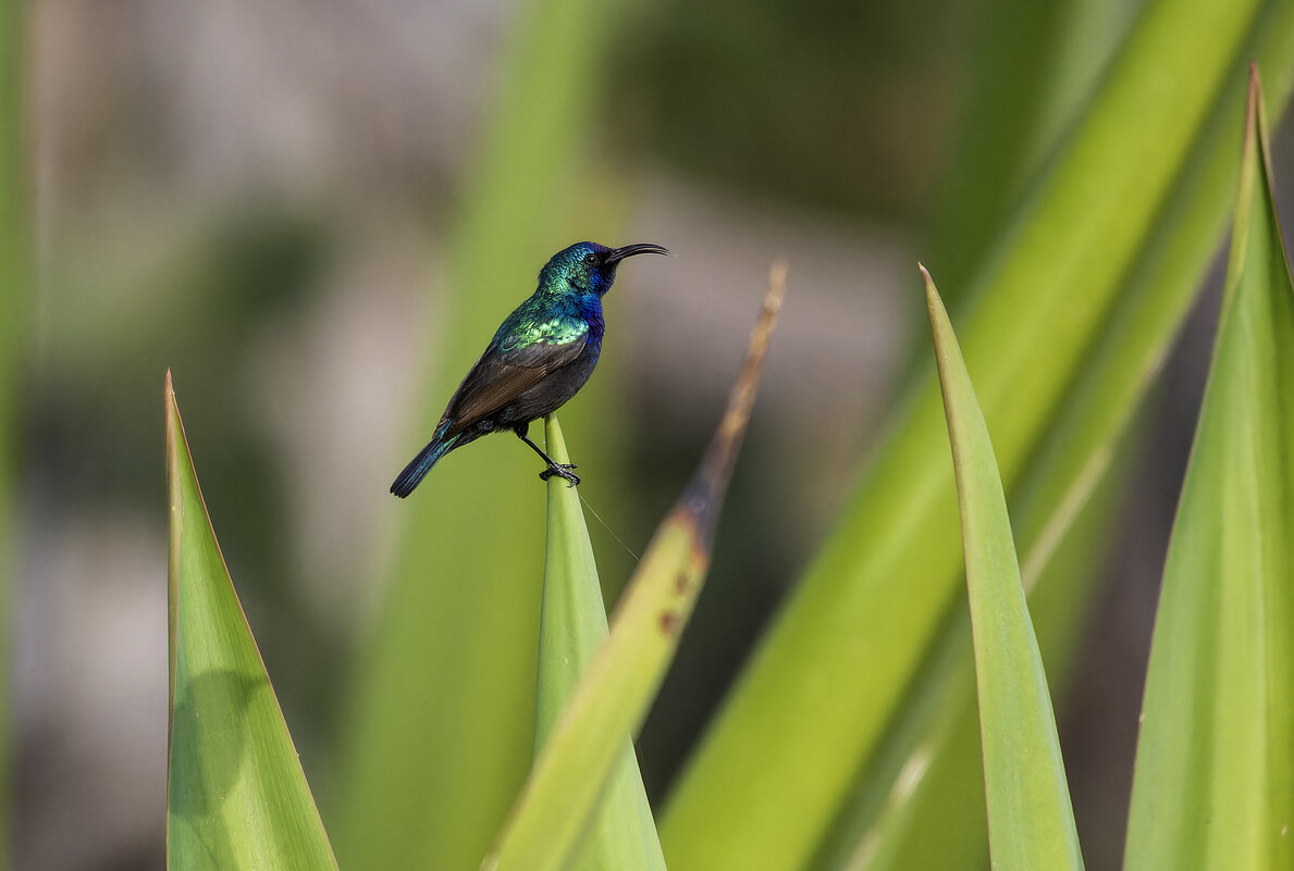 Палестинская нектарница. - Alexander Amromin Палестинская нектарница. - Alexander Amromin