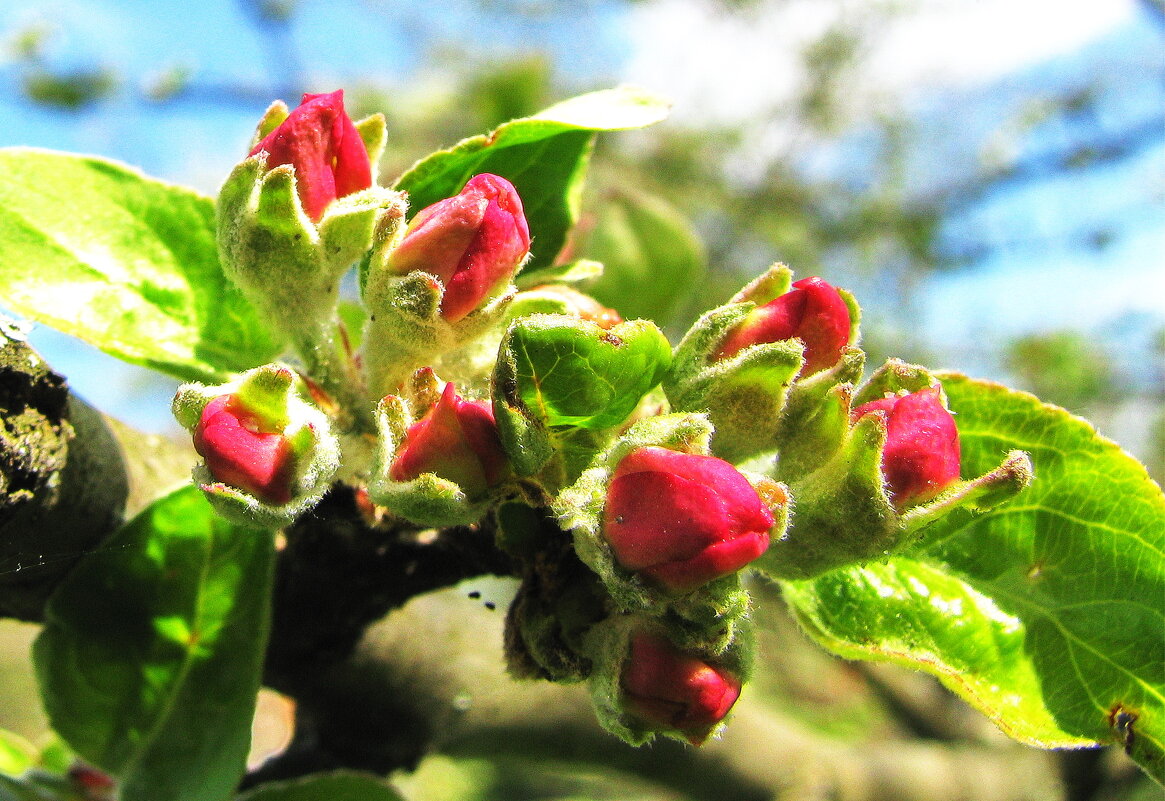 Скоро яблоня зацветёт - Людмила Смородинская Скоро яблоня зацветёт - Людмила Смородинская