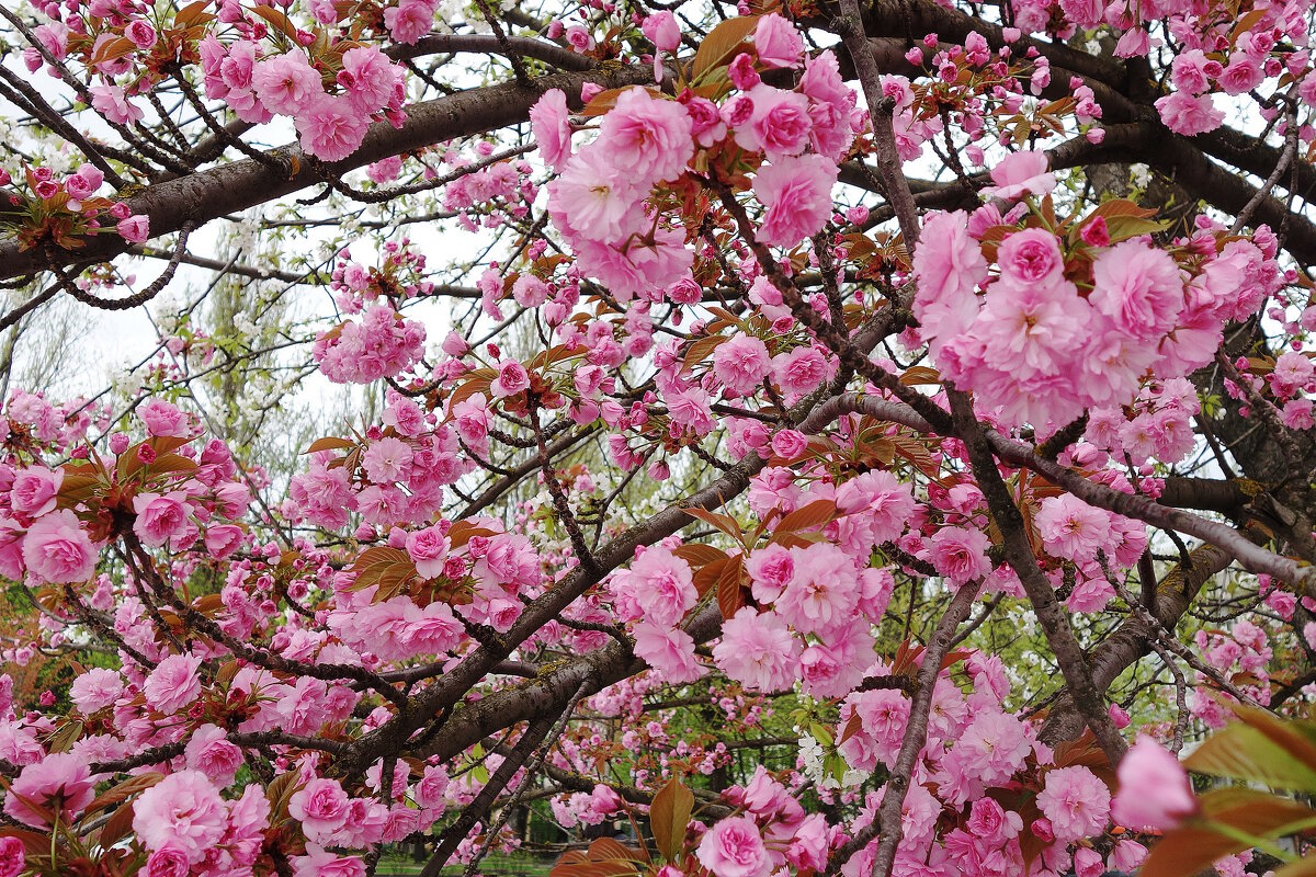 Цветет Сакура - Рита Симонова