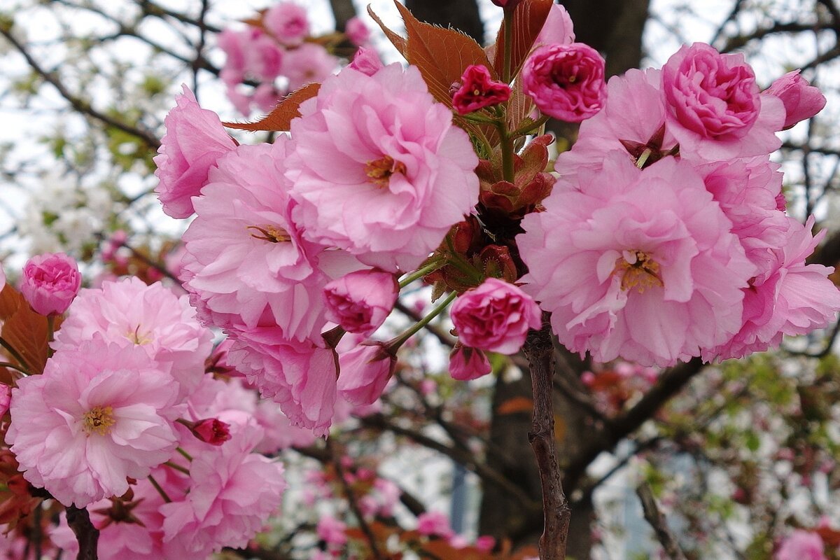 Цветет Сакура - Рита Симонова Цветет Сакура - Рита Симонова