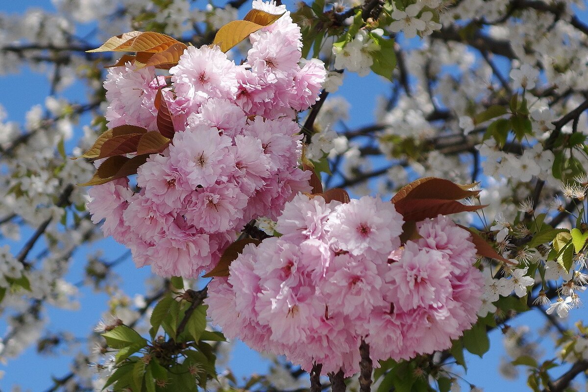 Цветет Сакура - Рита Симонова