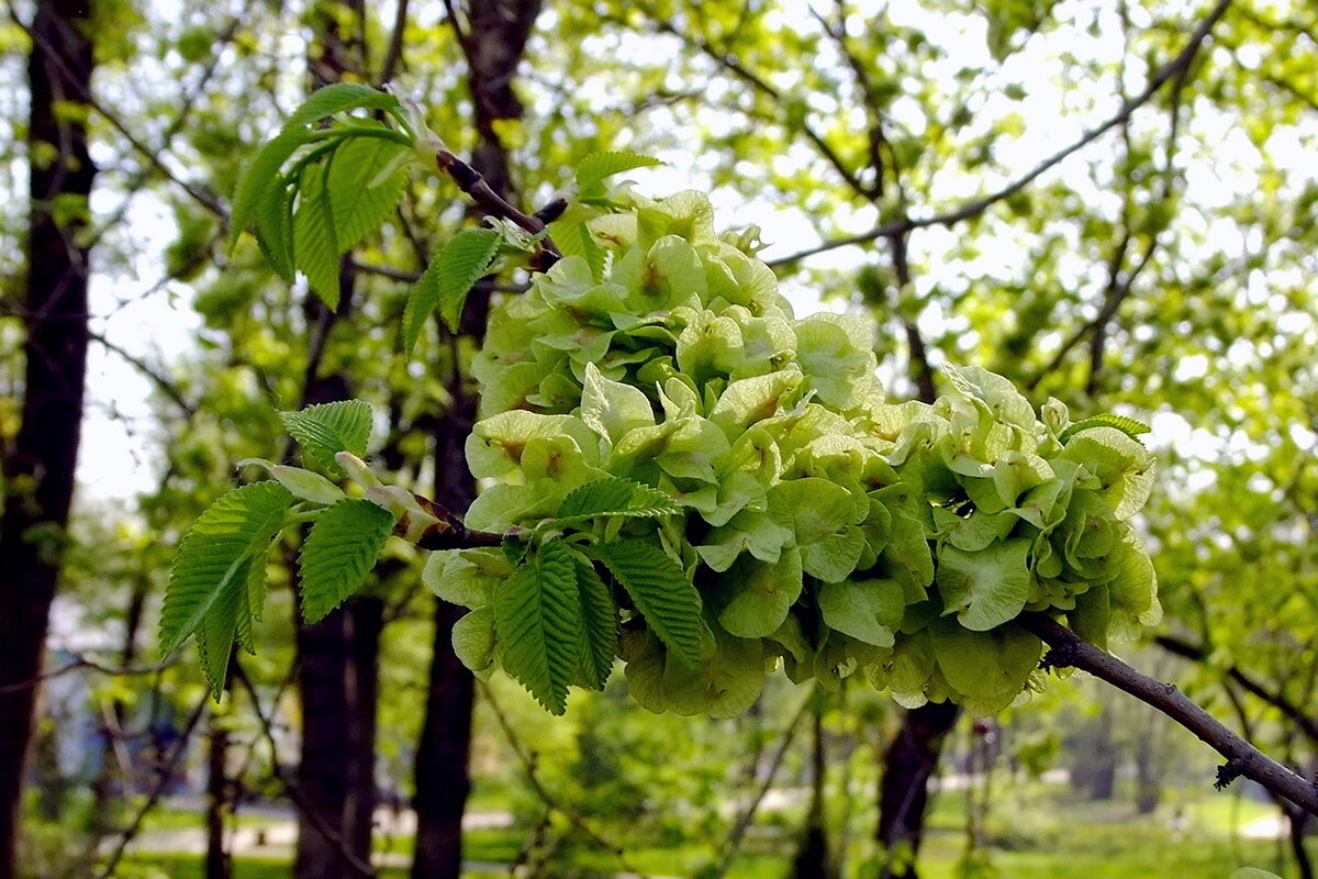 Вяз цветёт - Фёдор Меркурьев