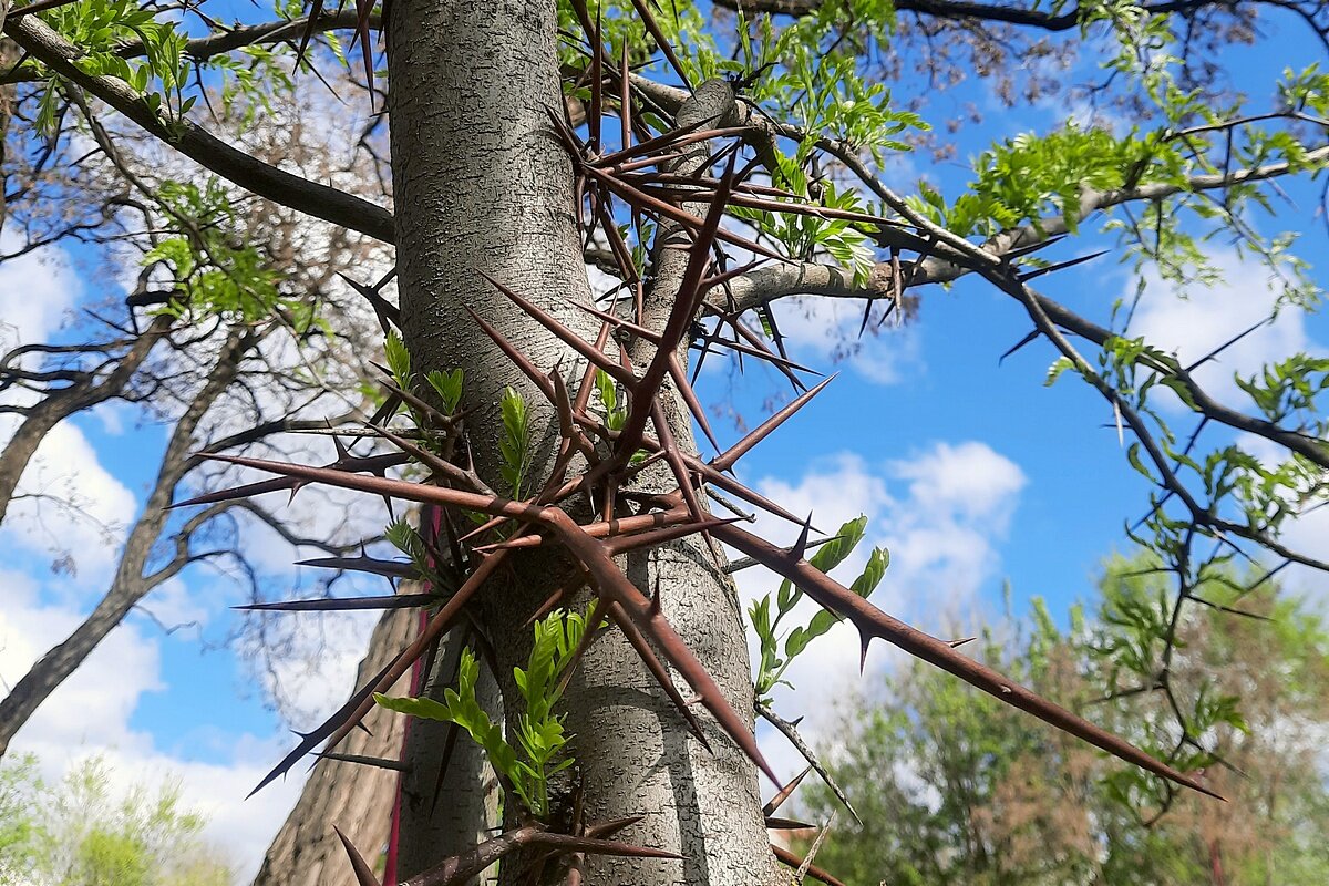 Дороги НЕТ - Сеня Белгородский