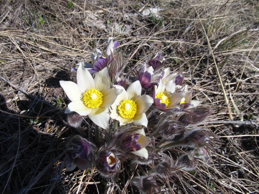 цветы, какк звёзды - Елена Шаламова