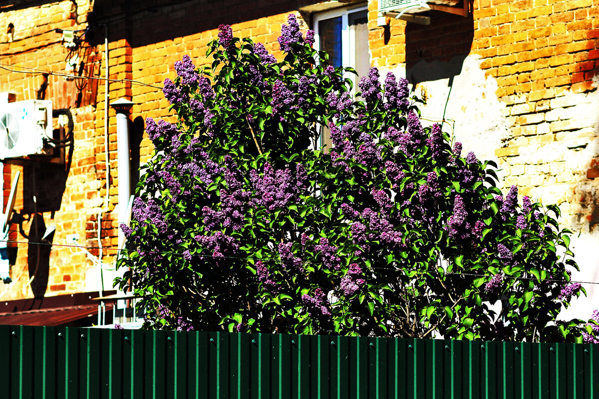 С праздником! - Юрий Гайворонскiий С праздником! - Юрий Гайворонскiий