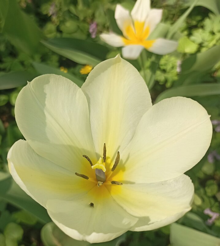 Время тюльпанов. - Pippa Время тюльпанов. - Pippa