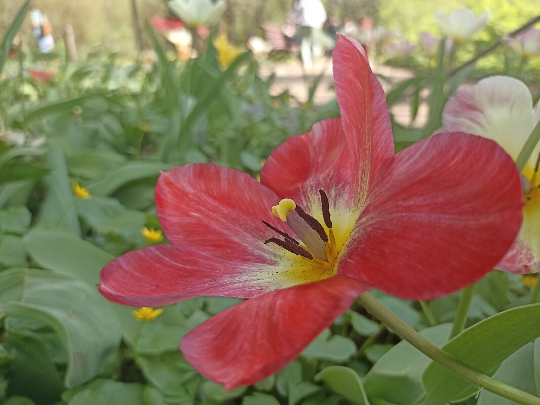 Время тюльпанов. - Pippa 