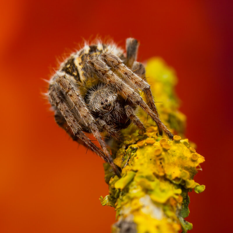 *** - Евгений Фруман