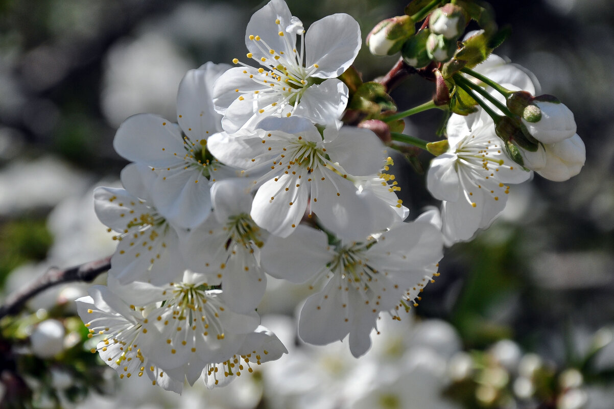 Белоснежное весеннее цветение - Татьяна Машошина Белоснежное весеннее цветение - Татьяна Машошина
