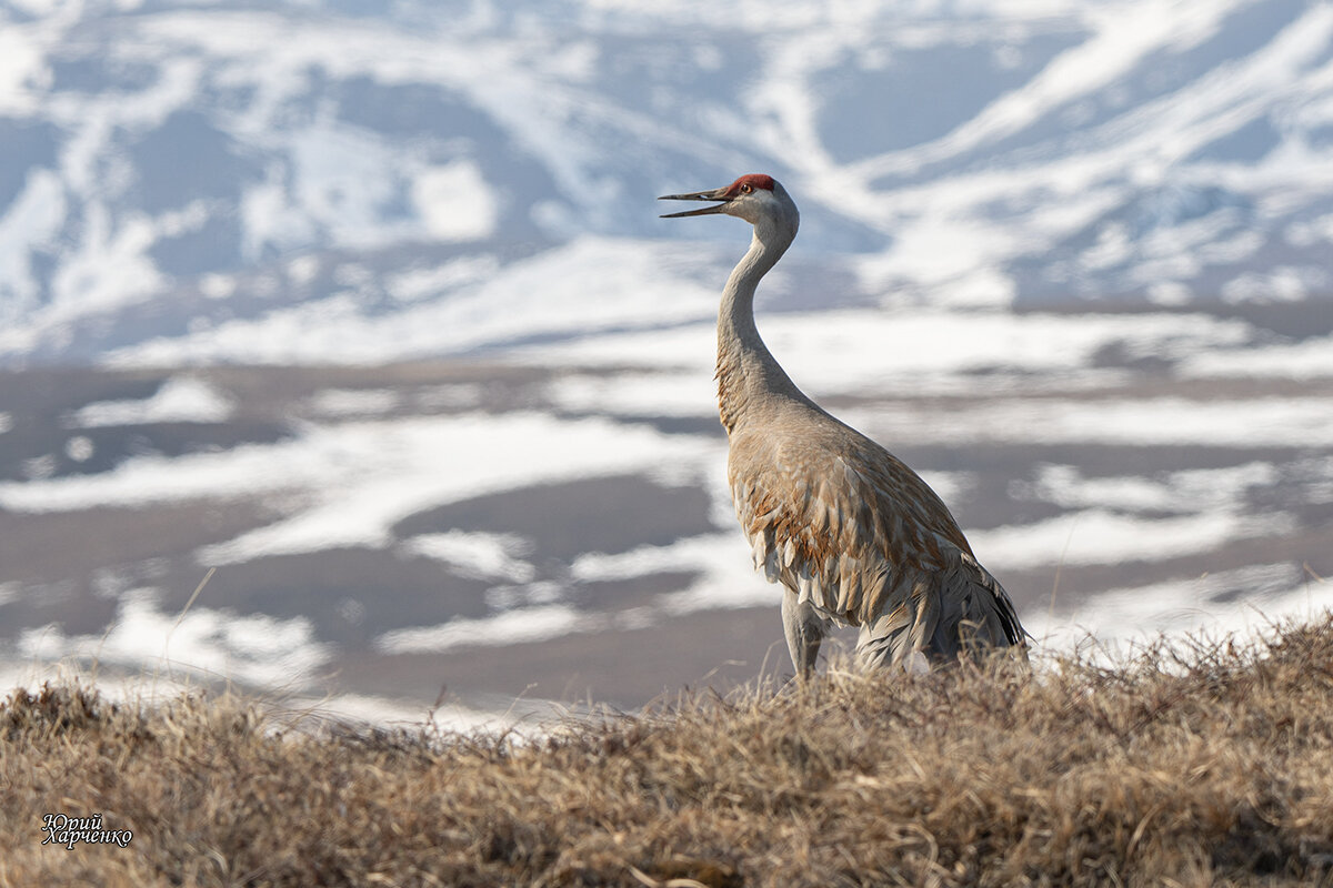 Канадский журавль. - Юрий Харченко