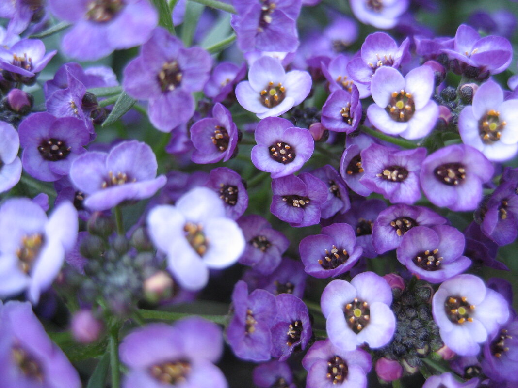 Алиссум - Anna Ivanova Алиссум - Anna Ivanova