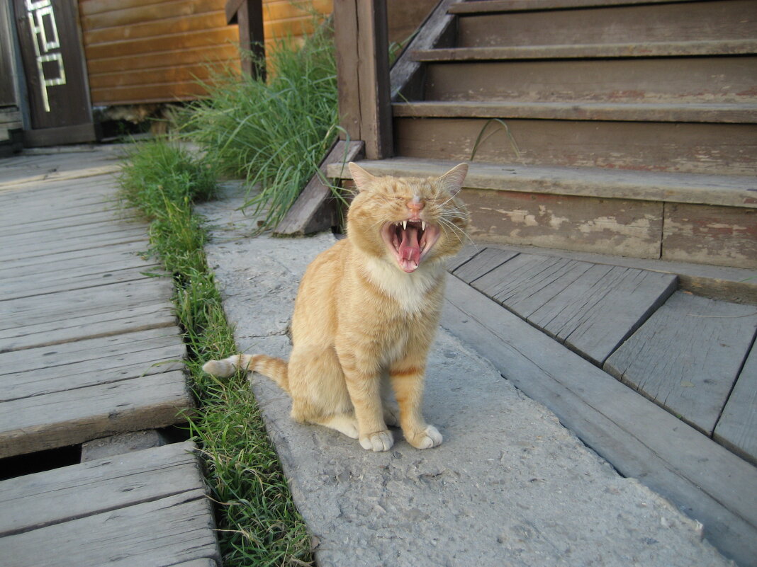 Бродяга - Anna Ivanova