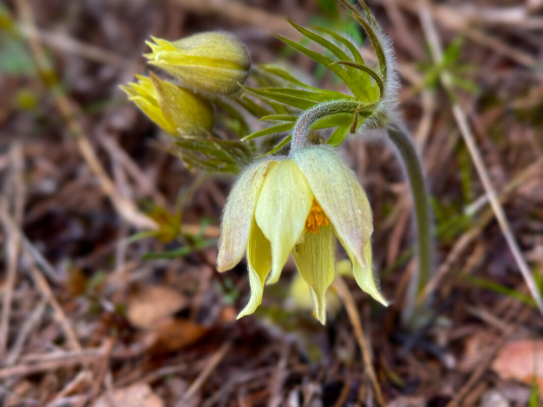 Прострел - Сергей Адигамов