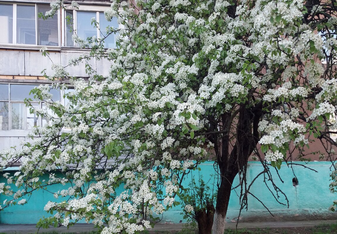 Груша под окном цветет - Galina Solovova Груша под окном цветет - Galina Solovova
