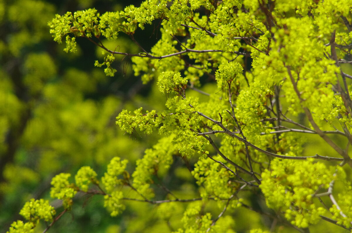Расцвет буйный клёна !.. - Юрий Куликов Расцвет буйный клёна !.. - Юрий Куликов