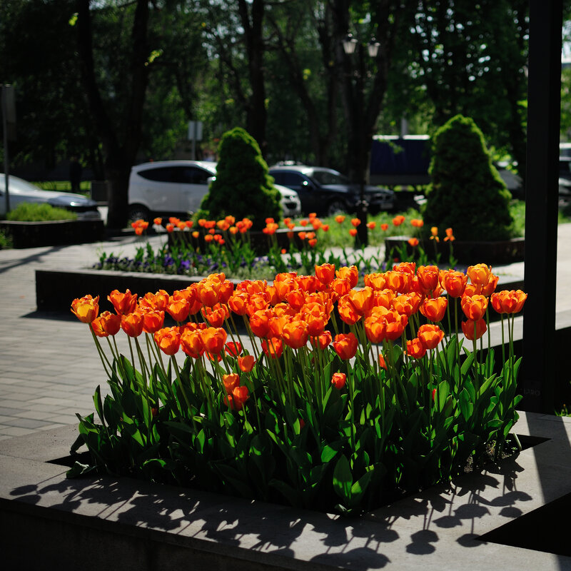 Яркость оранжевых тюльпанов зашкаливает!!)) - Referee (Дмитрий) Яркость оранжевых тюльпанов зашкаливает!!)) - Referee (Дмитрий)