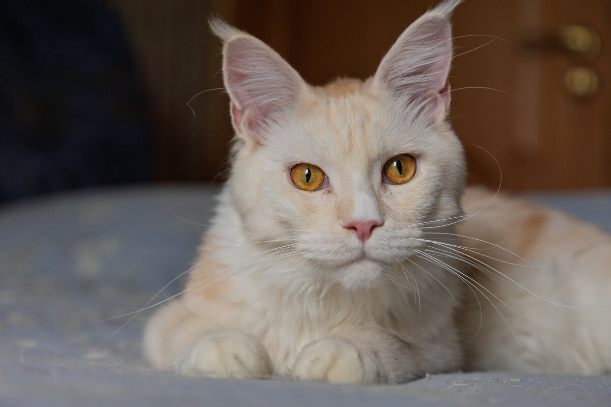 Эльза. - Борис Калитенко Эльза. - Борис Калитенко