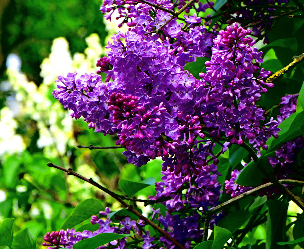 РАСЦВЕЛА СИРЕНЬ В МОЁМ САДОЧКЕ -4 - Елена Куприянова РАСЦВЕЛА СИРЕНЬ В МОЁМ САДОЧКЕ -4 - Елена Куприянова