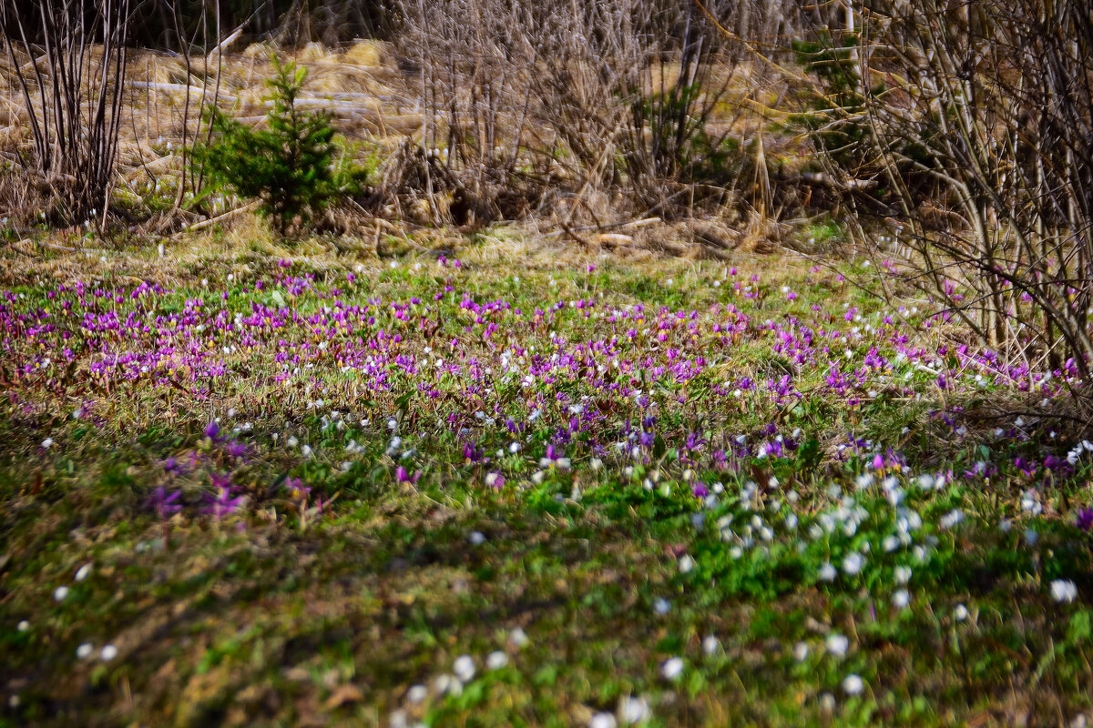- - Владимир Мигонькин