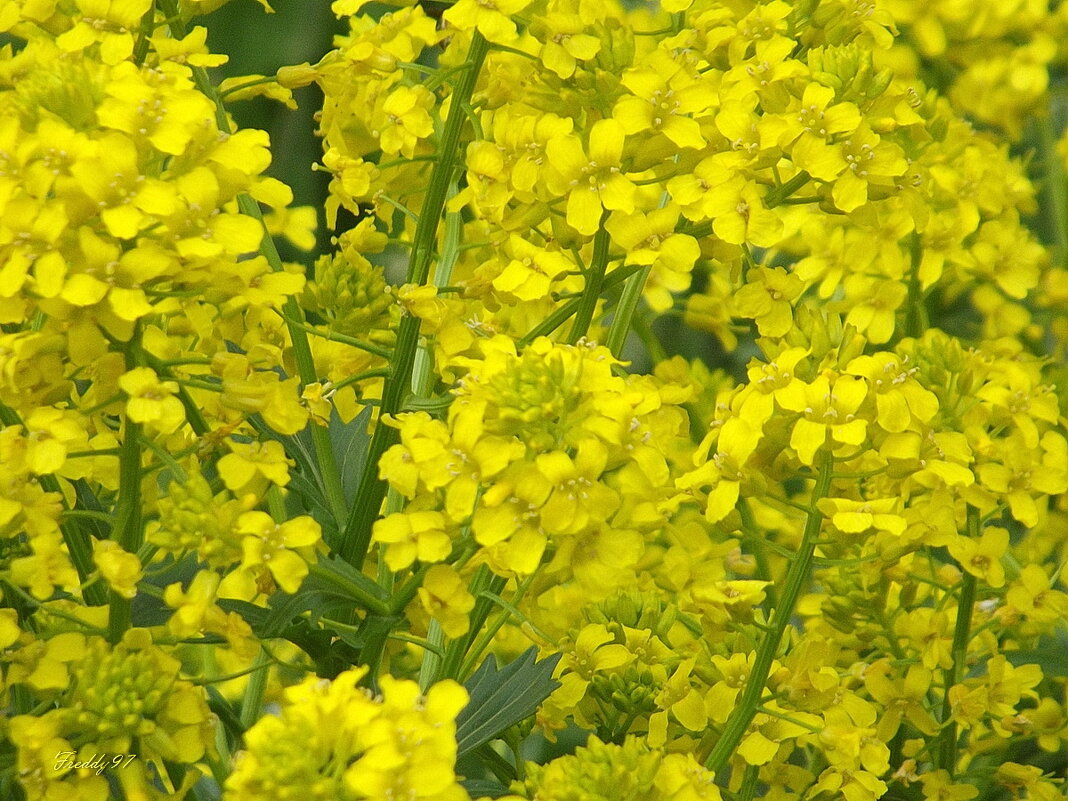 Солнечное настроение! - Freddy 97 Солнечное настроение! - Freddy 97