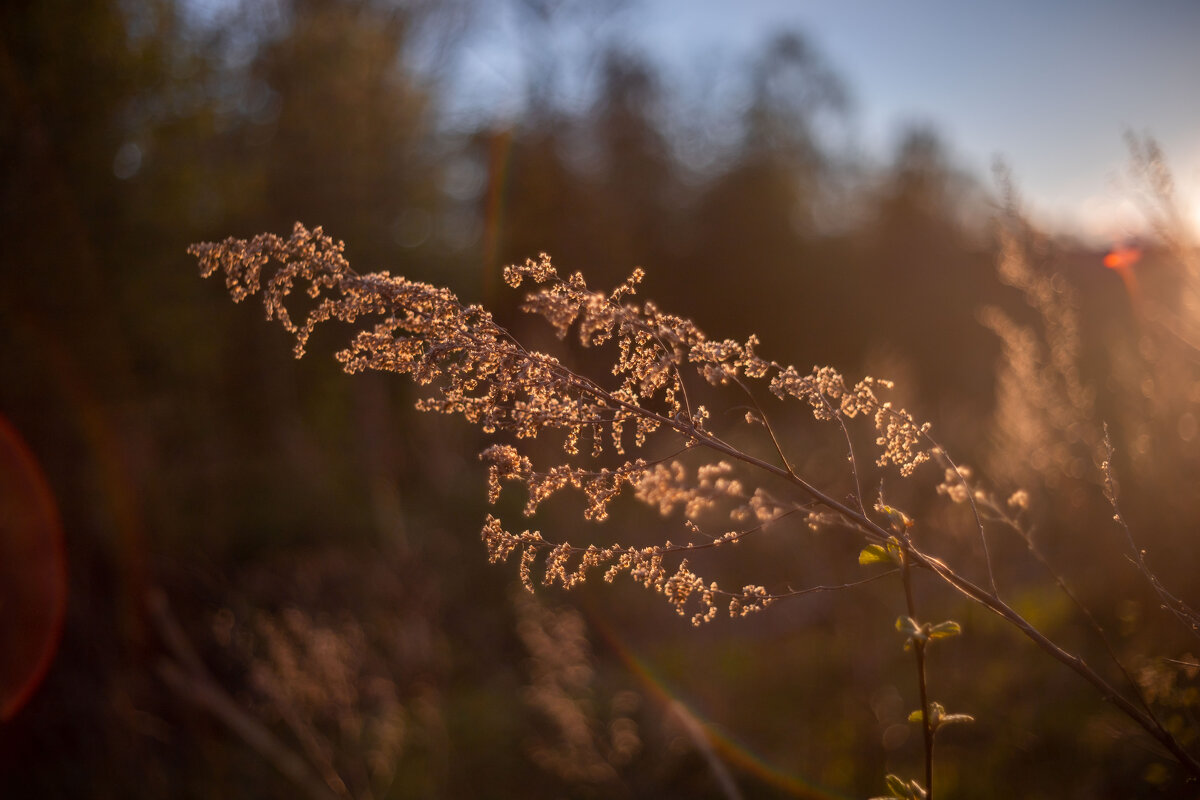 Трава - Олег Дорошенко Трава - Олег Дорошенко