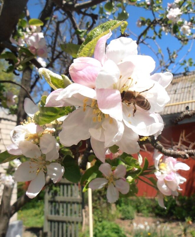 Мир, труд, май! - Наталья 