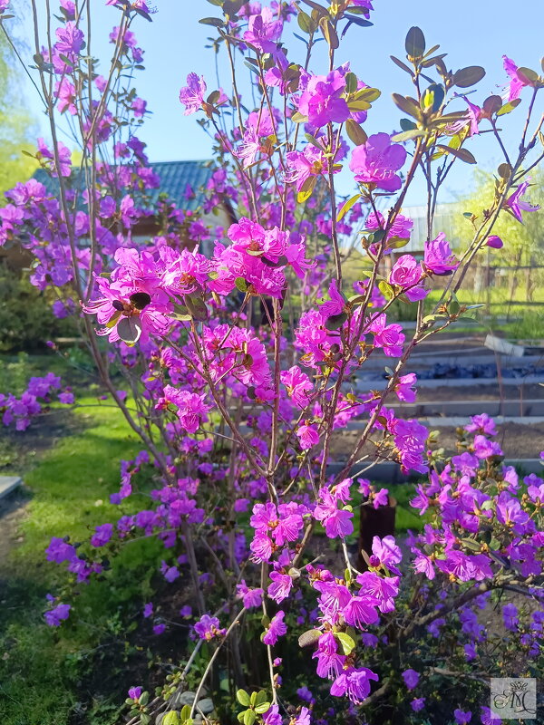 Весна 2025,ч1. - михаил Архангел Весна 2025,ч1. - михаил Архангел