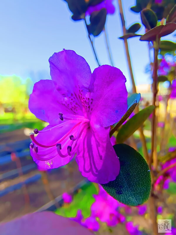 Весна 2025,ч2. - михаил Архангел