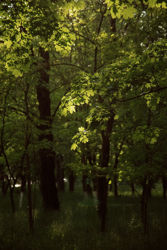 *** - Яна Горбунова